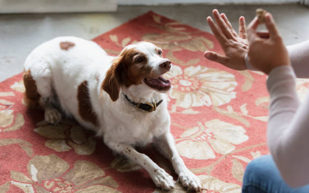 istock Obedient dog, staying down for a treat 1487195296