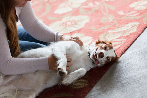 Cropped view of a woman in her 30s scratching her dog's belly. The dog, an English Springer Spaniel, is looking at the camera.