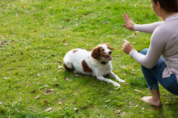 istock Obedient dog, staying down for a treat 1487195299
