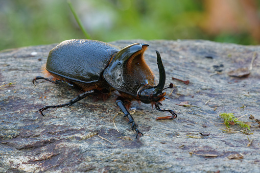 Beetle Coleoptera; Tenebrionidae; Helops sp from Croatia on stone.