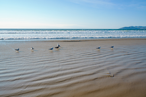 Seaguls at the beach of Hargen aan Zee, North Holland, Netherlands