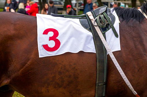 The unity of thoroughbred horse and jockey on the way down to the start at the racecourse. Close up of jockey’s riding boot, saddle and number 4 saddle cloth on a bay thoroughbred racehorse.
