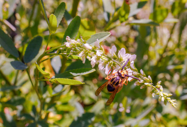 istock Bee collecting nectar from white acacia in summer. 1487201379