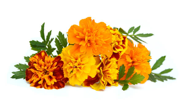 istock Fresh marigold flowers isolated on white background 1487202007