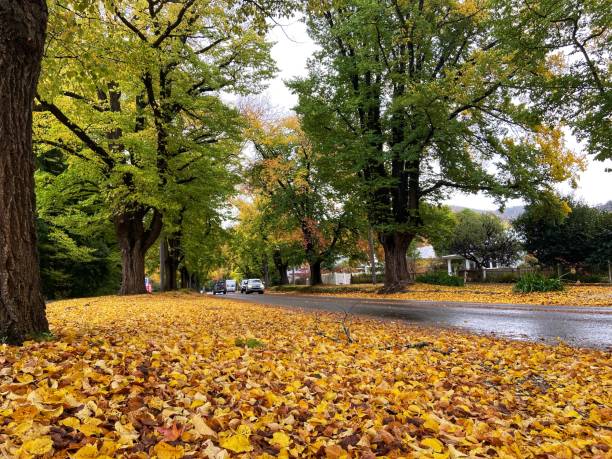 istock Yellow autumn trees and street 1487202498
