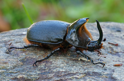 a beetle searches for food near Cosanga, Ecuador