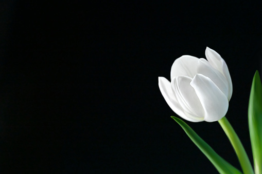 White tulip with black background and empty space