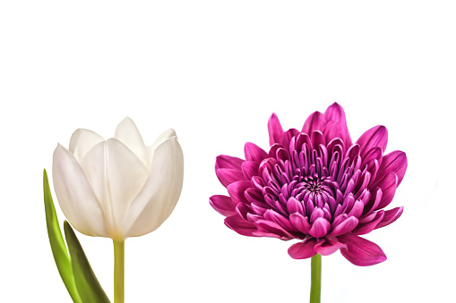 Isolated on white background tulip and chrysanthemum