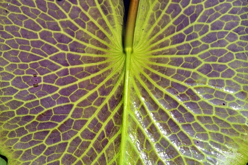 underside of the lotus leaf, texture background