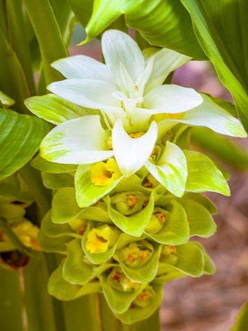 Vertical extreme closeup photo of spectacular flowers on a Turmeric plant growing in an organic vegetable garden in subtropical Byron Bay, north coast New South Wales, in Summer.