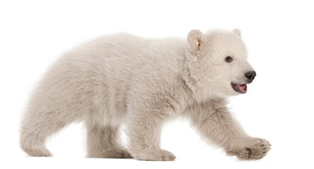 istock Polar bear cub, Ursus maritimus, 3 months old, walking 148720650
