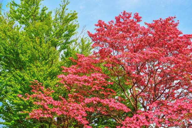 Dogwood tree with pink flowers. Green tree. Spring season. Dogwood tree with pink flowers, Fresh green tree. pink flowering dogwood stock pictures, royalty-free photos & images
