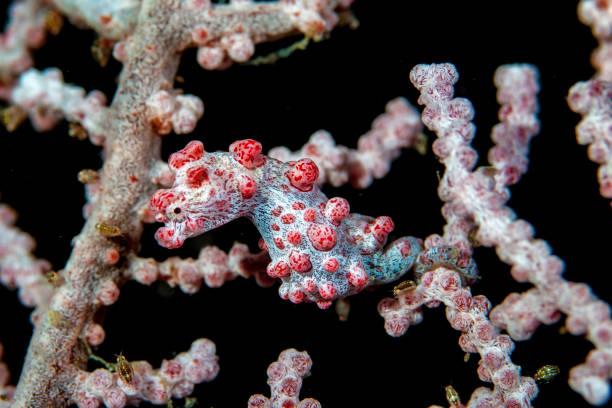 istock Bargibanti Pygmy Seahorse, Hippocampus bargibanti 1487207200