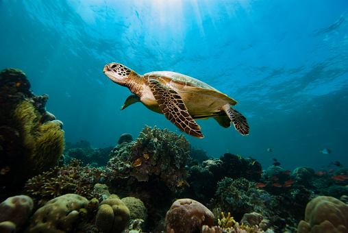 The Green Turtle (Chelonia mydas) is a magnificent sea turtle that can be found swimming over vibrant coral reefs. This image captures the beauty and grace of the Green Turtle as it glides through the crystal-clear waters, surrounded by colorful coral and other marine life.