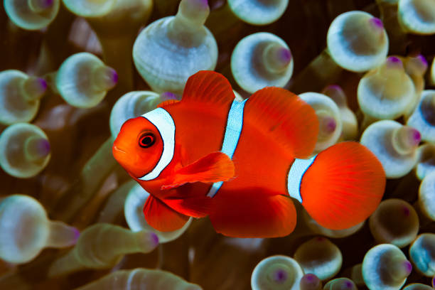 istock Spinecheek Anemonefish Amphiprion biaculeatus 1487207270