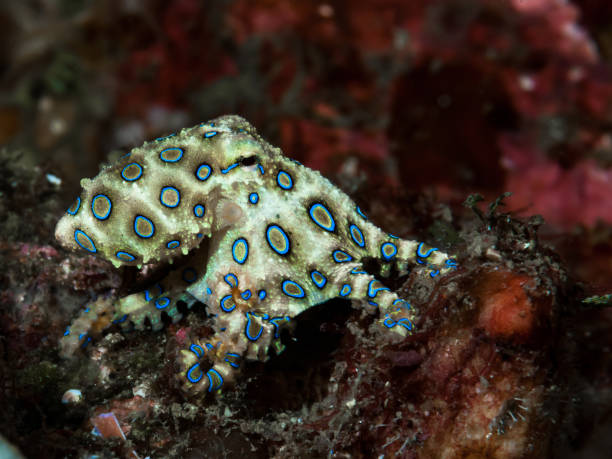 istock Blue-ringed octopus Hapalochlaena lunulata 1487207286