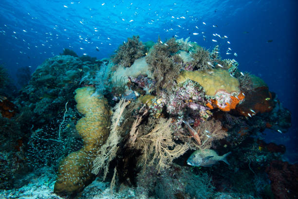 istock Tropical Coral Reef underwater landscape, Indonesia 1487207340