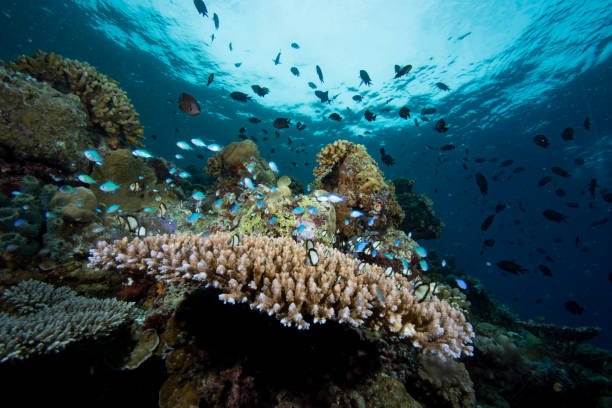 istock Tropical Coral Reef underwater landscape, Indonesia 1487207363