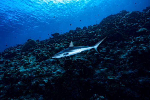 Grey Reef Shark Carcharhinus amblyrhynchos stock photo