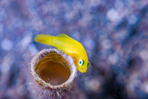 The Yellow Pygmy-goby (Lubricogobius exiguus) is a tiny, colorful fish found in coral reefs of the Indo-Pacific region. This goby species is typically less than an inch long and has a bright yellow body with distinctive blue stripes. Its small size and striking colors make it a popular subject for underwater photography.
