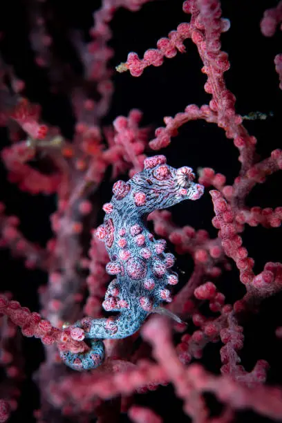 This stunning image captures the elusive Bargibanti Pygmy Seahorse, Hippocampus bargibanti, nestled within the vibrant red branches of a seafan. With its small size and intricate details, the seahorse is a master of disguise, perfectly camouflaged within its environment. The red seafan serves as a beautiful backdrop, adding depth and dimension to the image. This photograph is a perfect representation of the delicate beauty and diversity of the underwater world.