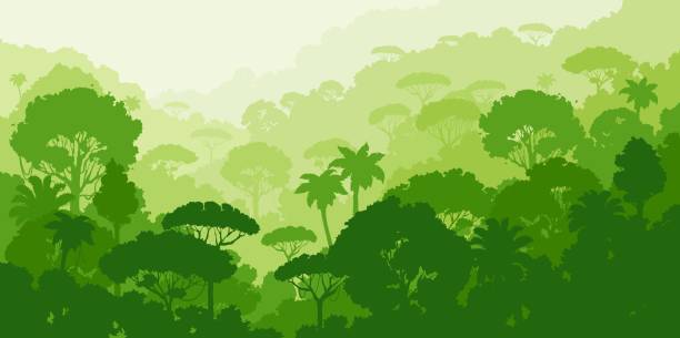ilustraciones, imágenes clip art, dibujos animados e iconos de stock de silueta del bosque selvático paisaje vectorial tropical - amazonia