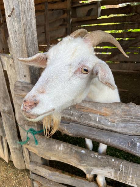 istock White goat behind the fence 1487208846