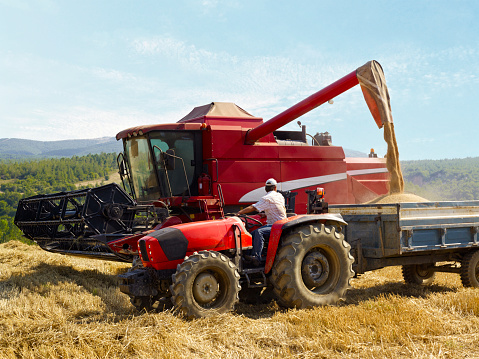Harvesting wheat with combine harvester