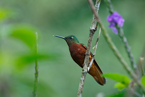 a Hummingbird rests on a branch near Cosanga, Ecuador