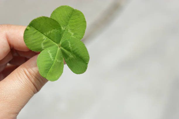 istock A big four-leaf clover in a small child's hand 1487212704