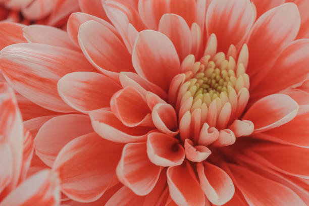 istock Colorful chrysanthemum  background. 1487212758