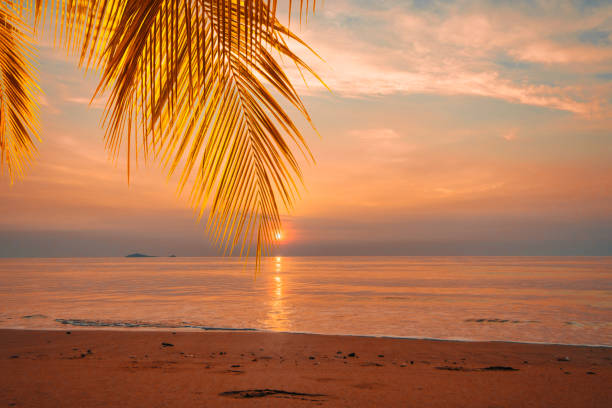 istock Yellow beautiful tropical sunrise with palm leaf at over on sea 1487212782