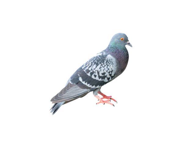 istock Single wild pigeon standing isolated on white background with clipping path 1487212802