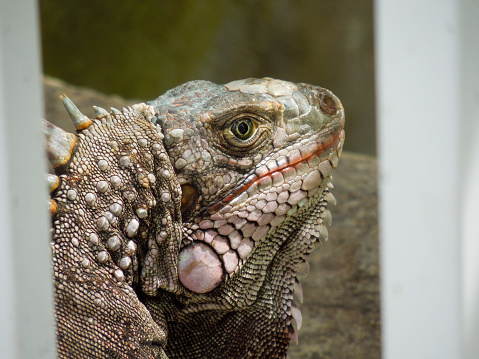 Close up of an Iguana in St Thomas, US Virgin Islands.