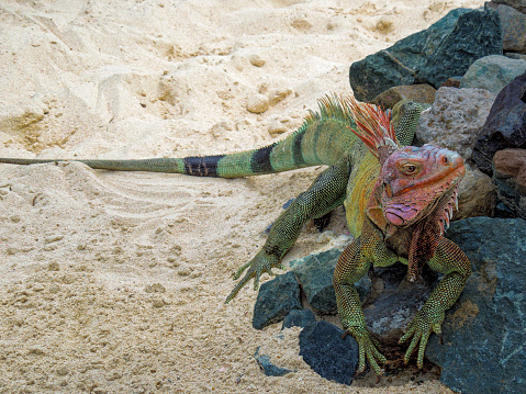 A green iguana, also known as the American iguana, laying on a bench with an orange body and bright blue head and face.