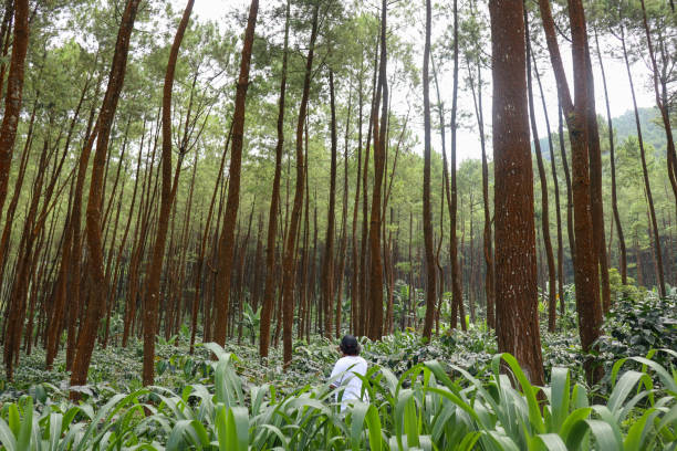istock A man standing in the middle of pine forest. 1487215618