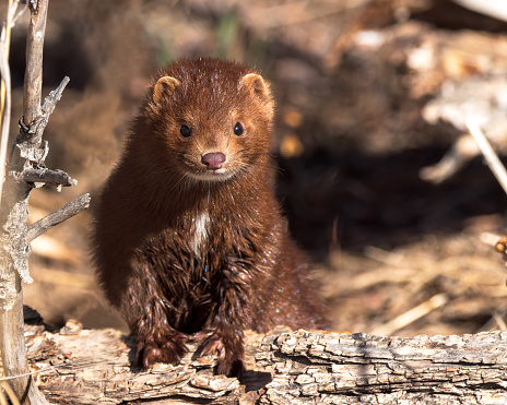 An American Mink stares with intensity.