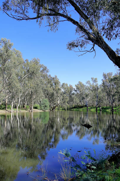 istock Lower Moira, Victoria, Australia 1487218862