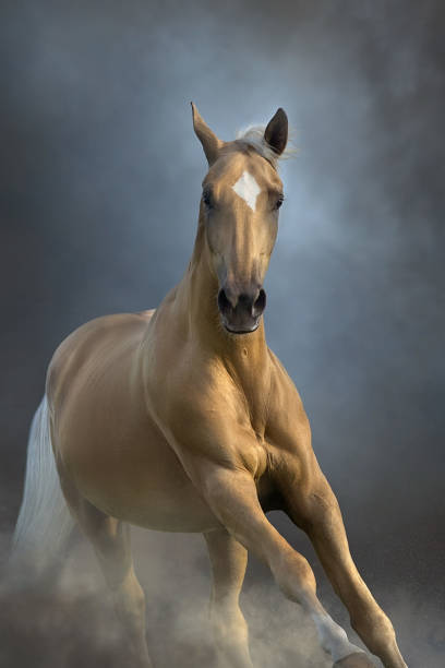 istock Akhal teke horse free run 1487221518