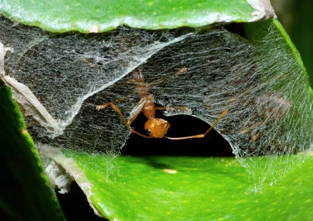 istock At Ant nest's Entrance - animal behavior. 1487222257