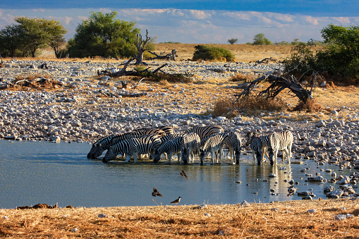 zebras in the Etosha Park in Namibia