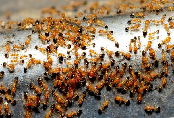 istock Ants community on table edge - animal behavior. 1487222716