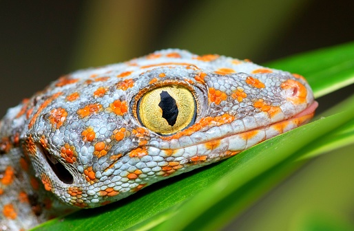 Gecko on leaf - animal behavior.