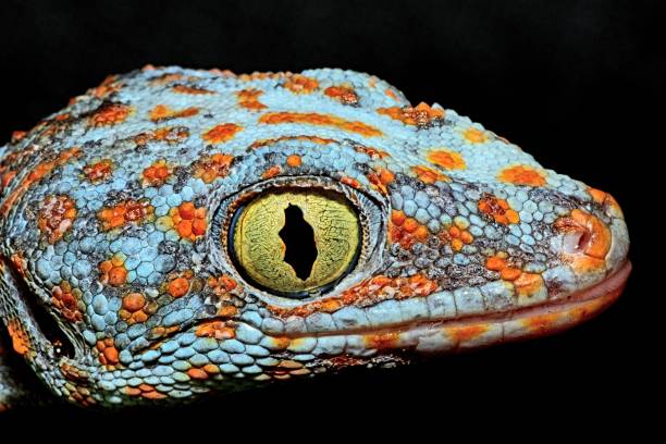 istock Gecko's head and eye - animal theme. 1487223607