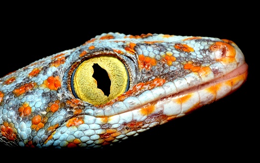 Gecko's head and eye - animal theme.