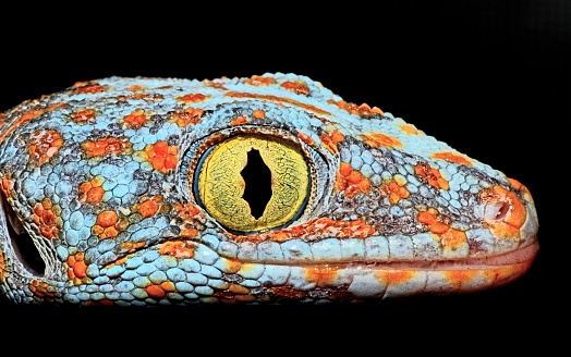 Gecko's head and eye - animal theme.