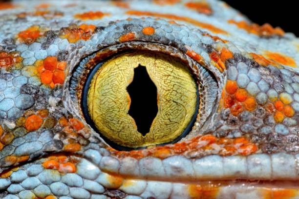 oko gecko - motyw zwierzęcy. - gekkonidae zdjęcia i obrazy z banku zdjęć