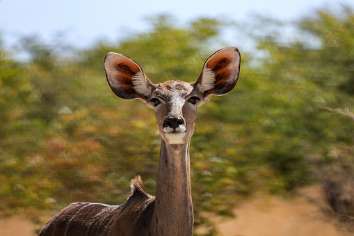 A Kudu Antilope in the savannah of Namibia