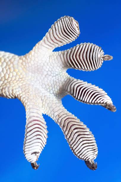 istock Gecko's sticky foot - blue background. 1487224577