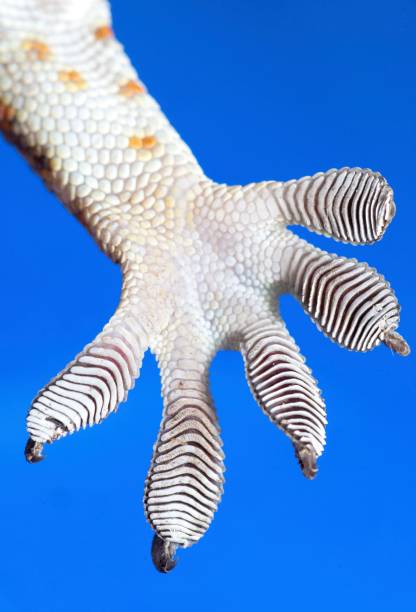 istock Gecko's sticky foot - blue background. 1487224580